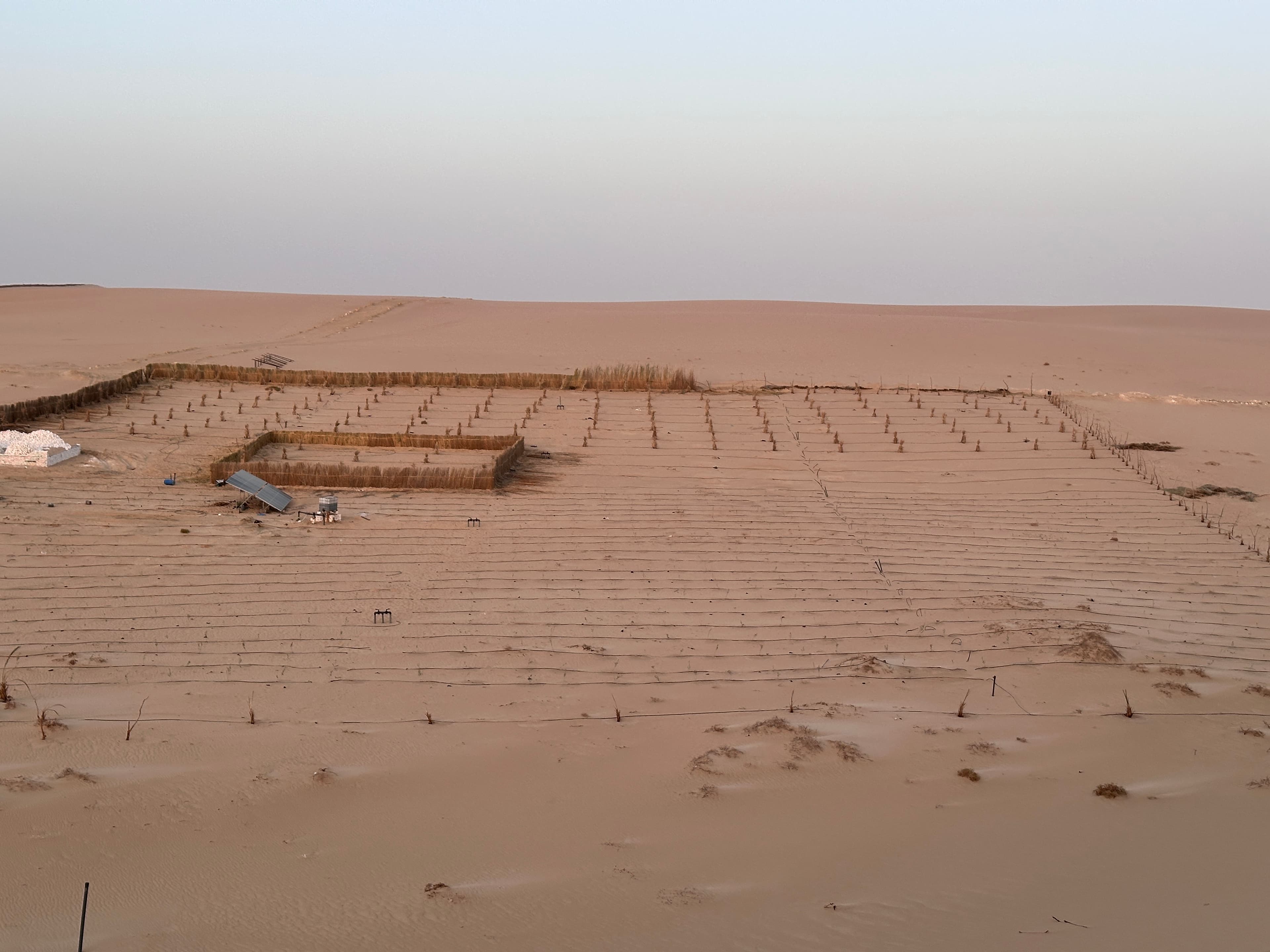 Planting lines reaching into the desert